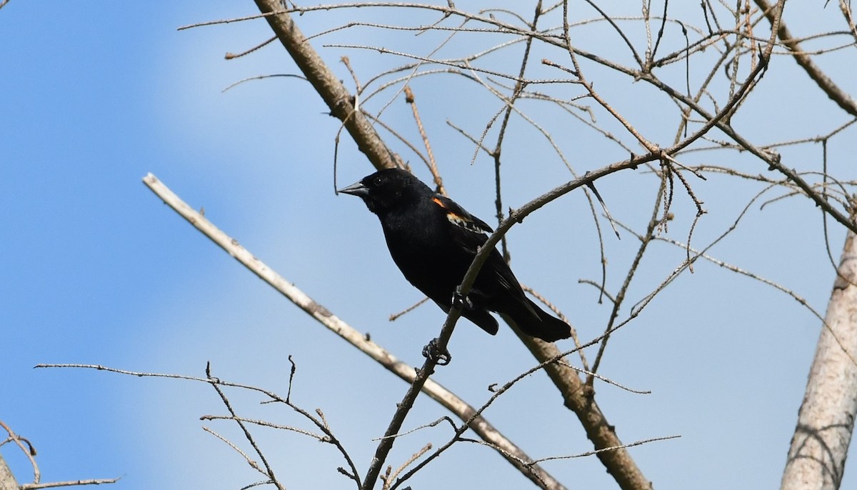 Red-winged Blackbird - Barry Blust