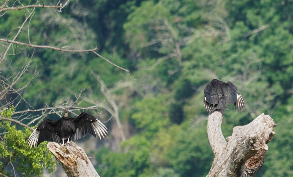 Black Vulture - Howard Haysom