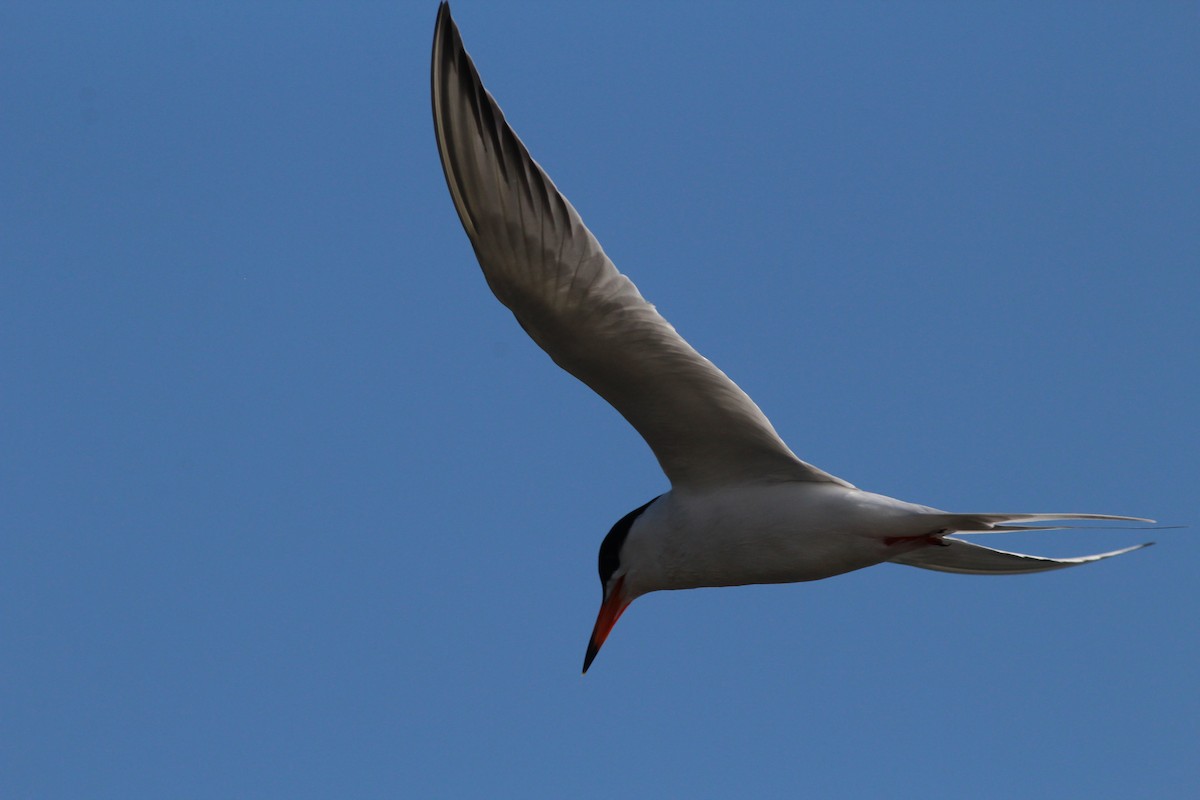 Common Tern - ML101763231