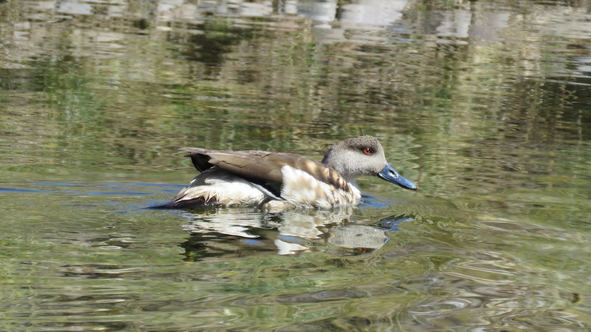 Crested Duck - ML101763451