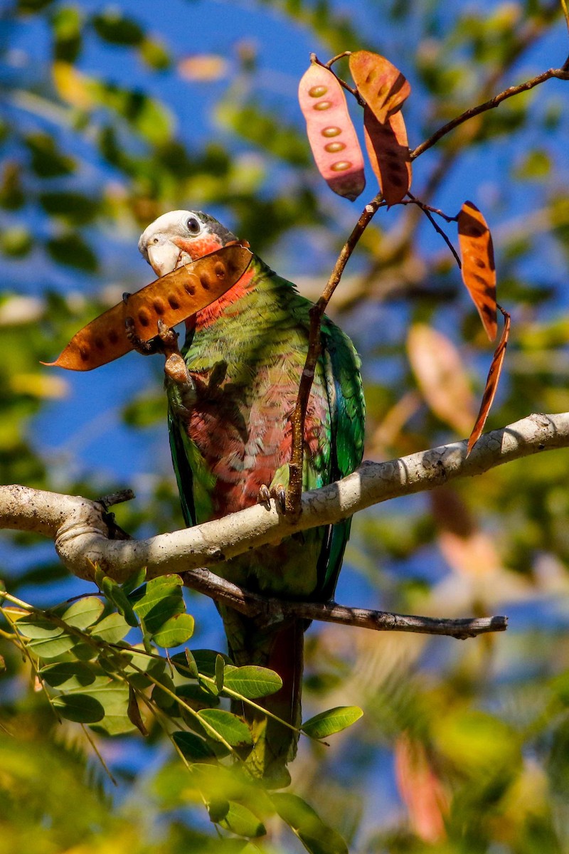 Cuban Parrot (Cuban) - Byron Stone