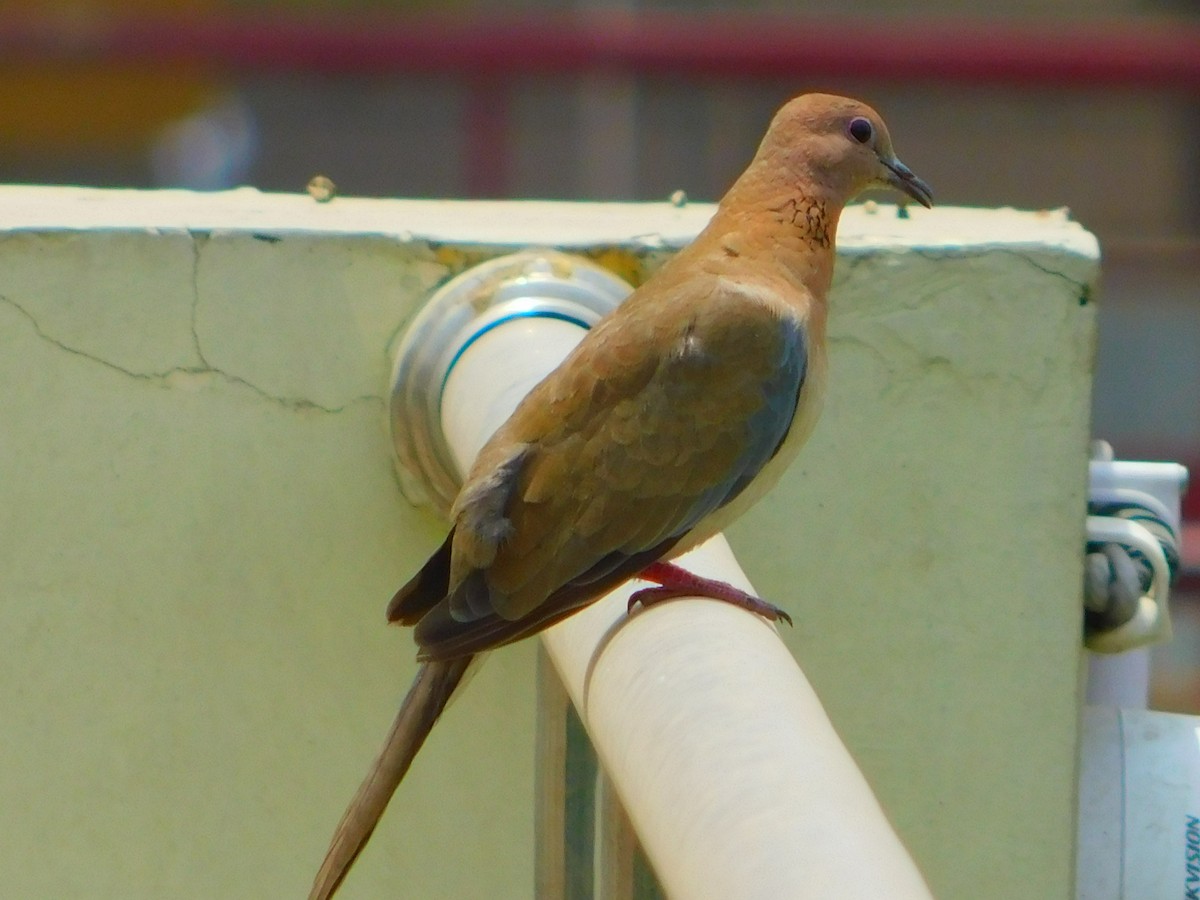 Laughing Dove - ML101764331