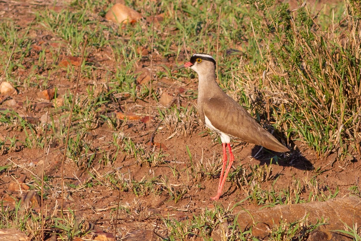 Crowned Lapwing - ML101766331