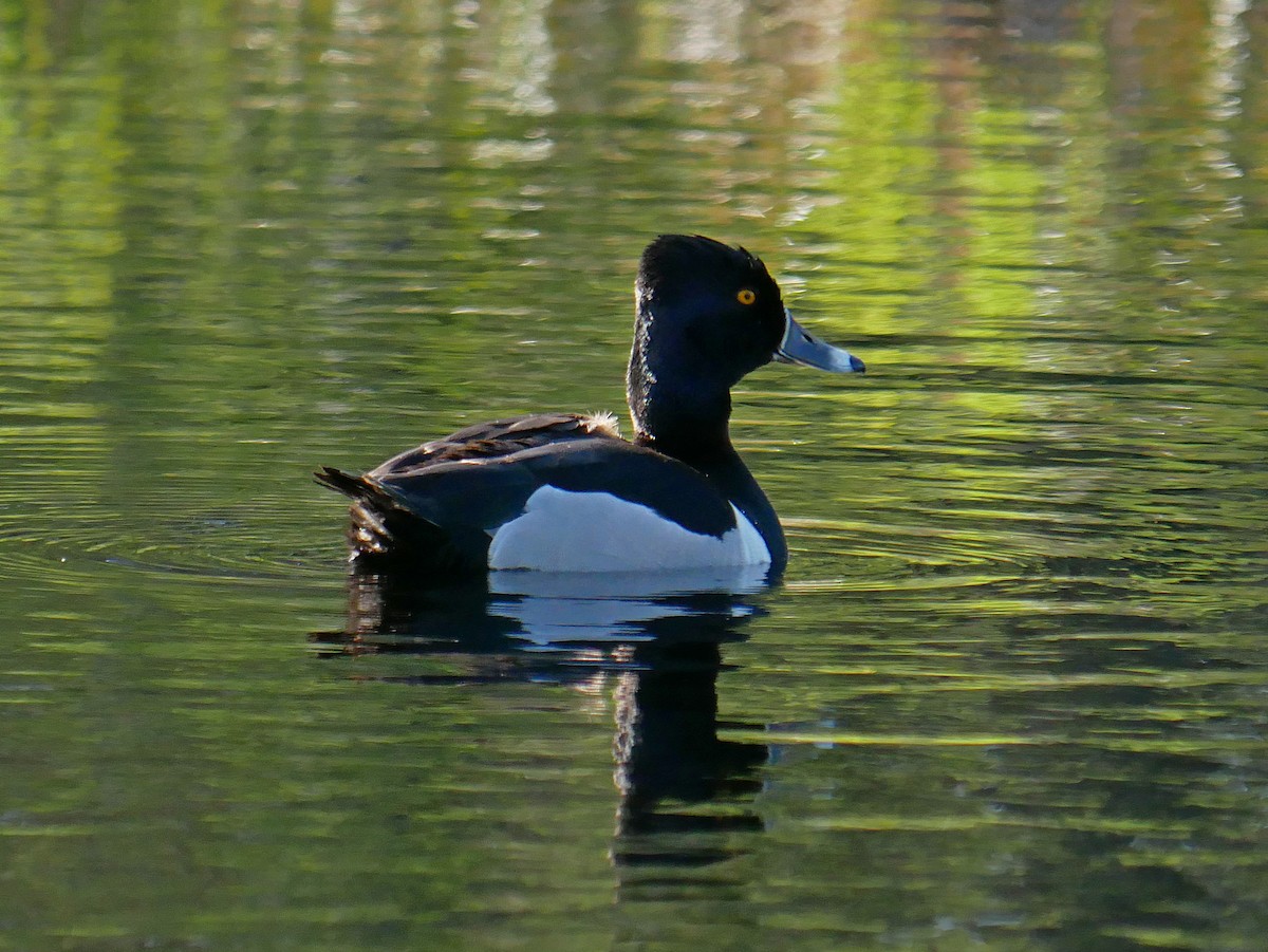 Ring-necked Duck - Rob Edsall