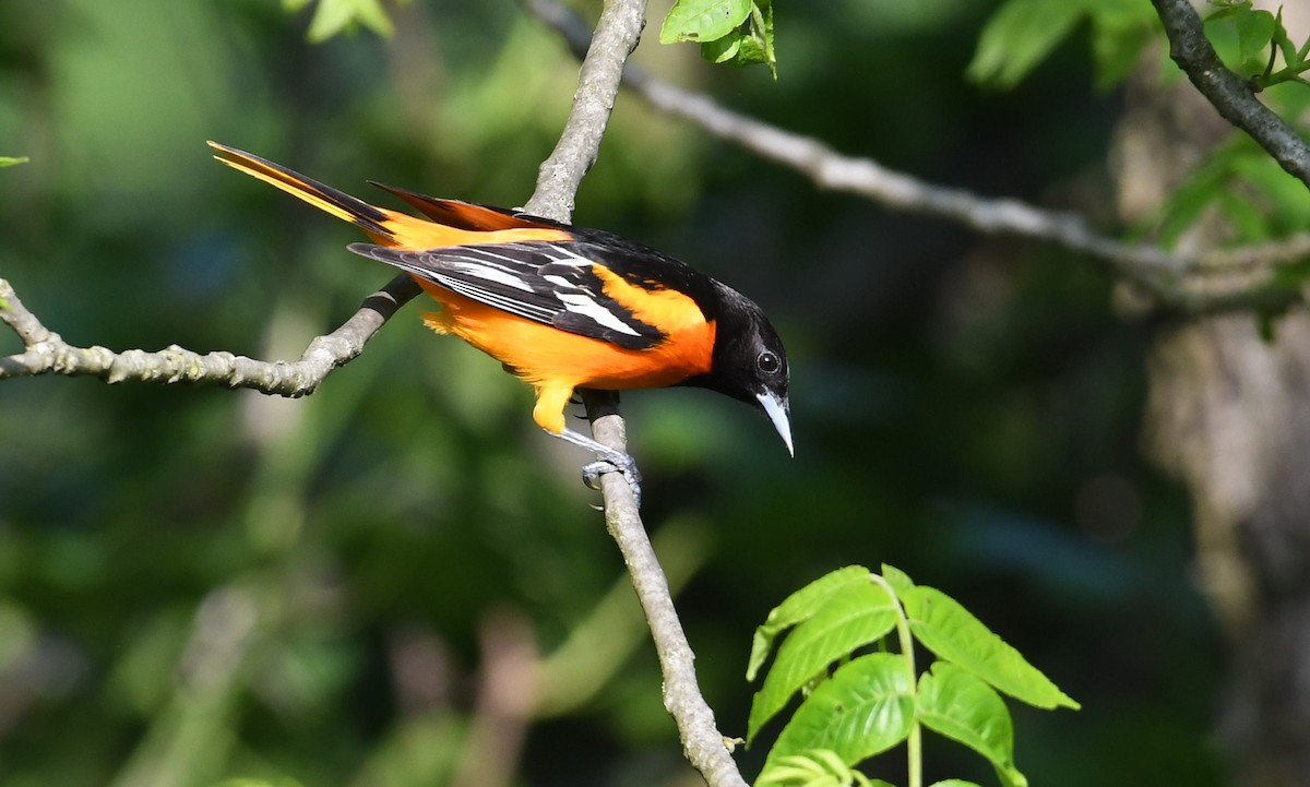 Baltimore Oriole - Barry Blust