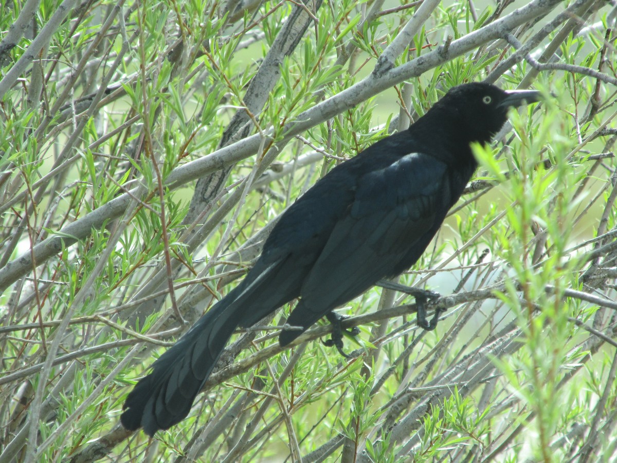 Great-tailed Grackle - ML101771371
