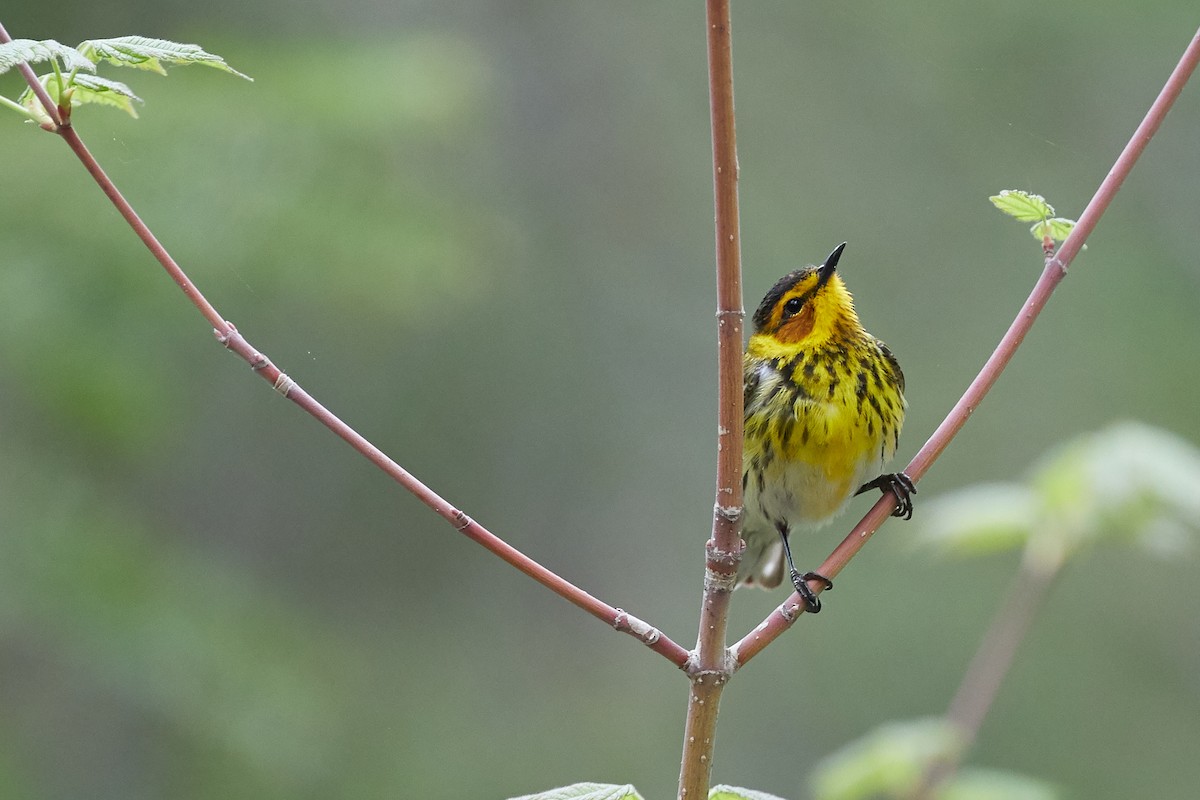 Cape May Warbler - ML101774971