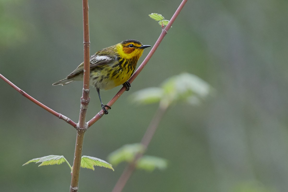 Cape May Warbler - ML101774981
