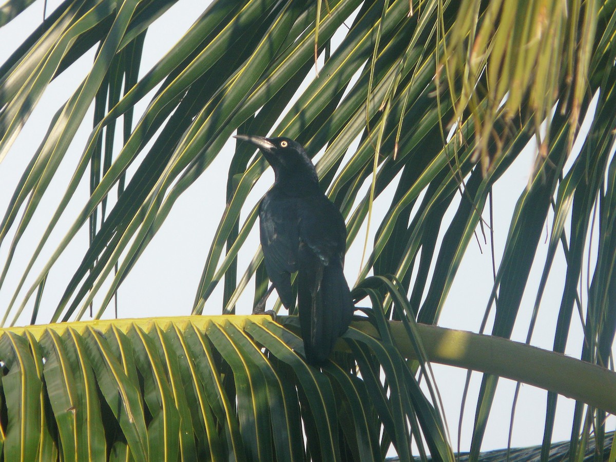 Great-tailed Grackle - ML101778621