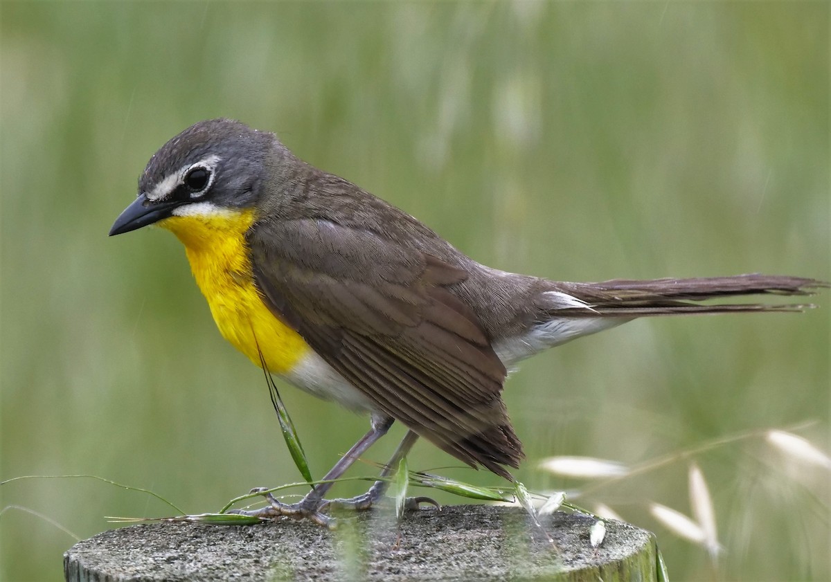 Yellow-breasted Chat - Patrick Vaughan