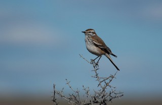 Rusty-backed Monjita - Neoxolmis rubetra - Birds of the World