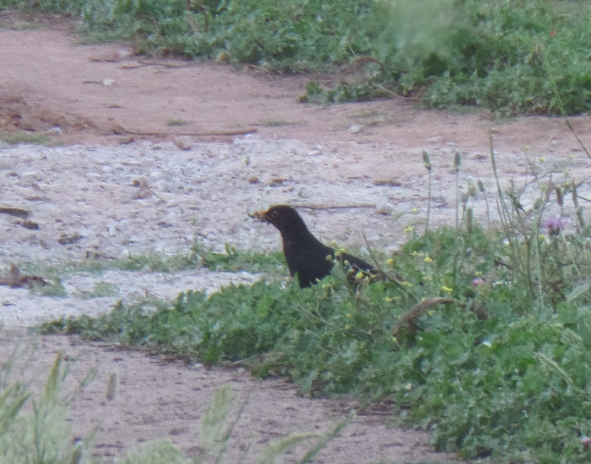 Eurasian Blackbird - ML101783101