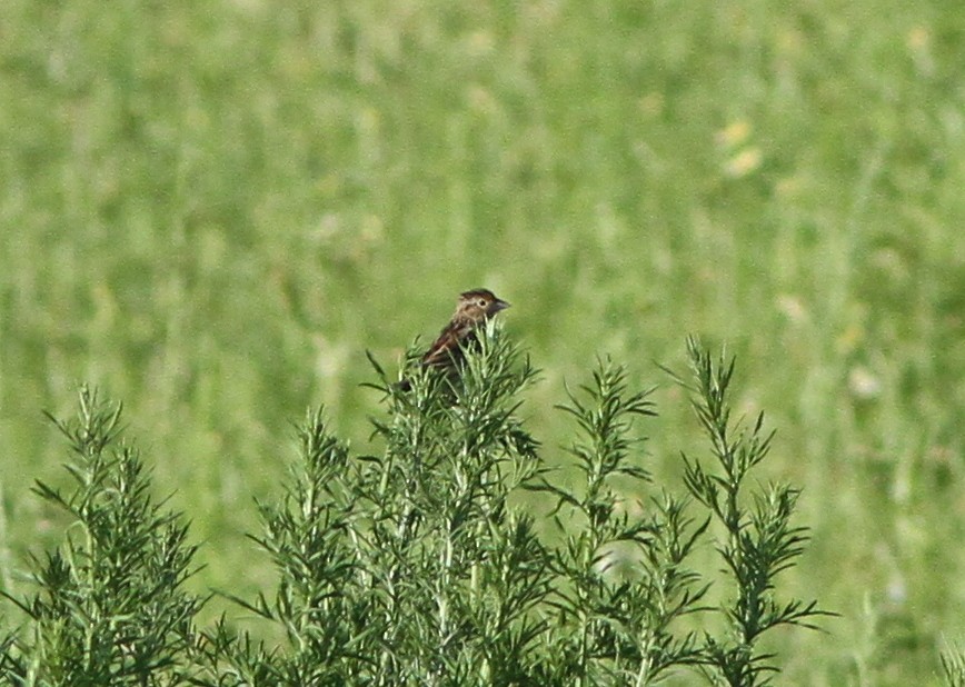 Grasshopper Sparrow - ML101783651