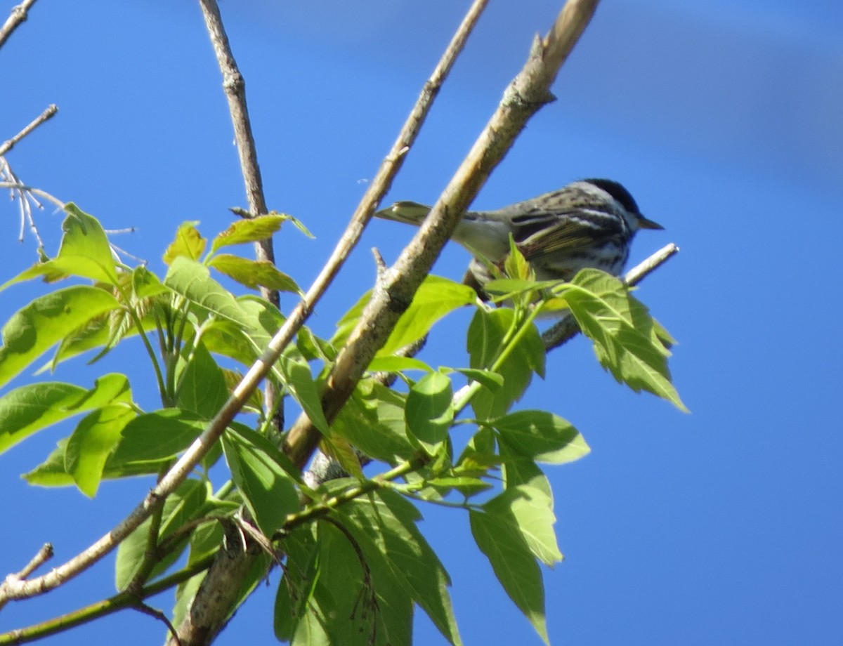 Blackpoll Warbler - Jerry Smith