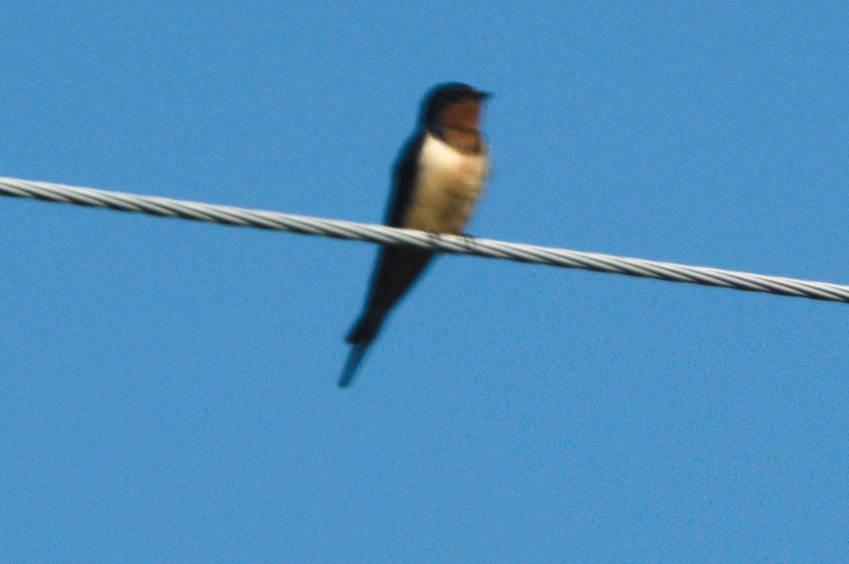 Barn Swallow - Gary Wood