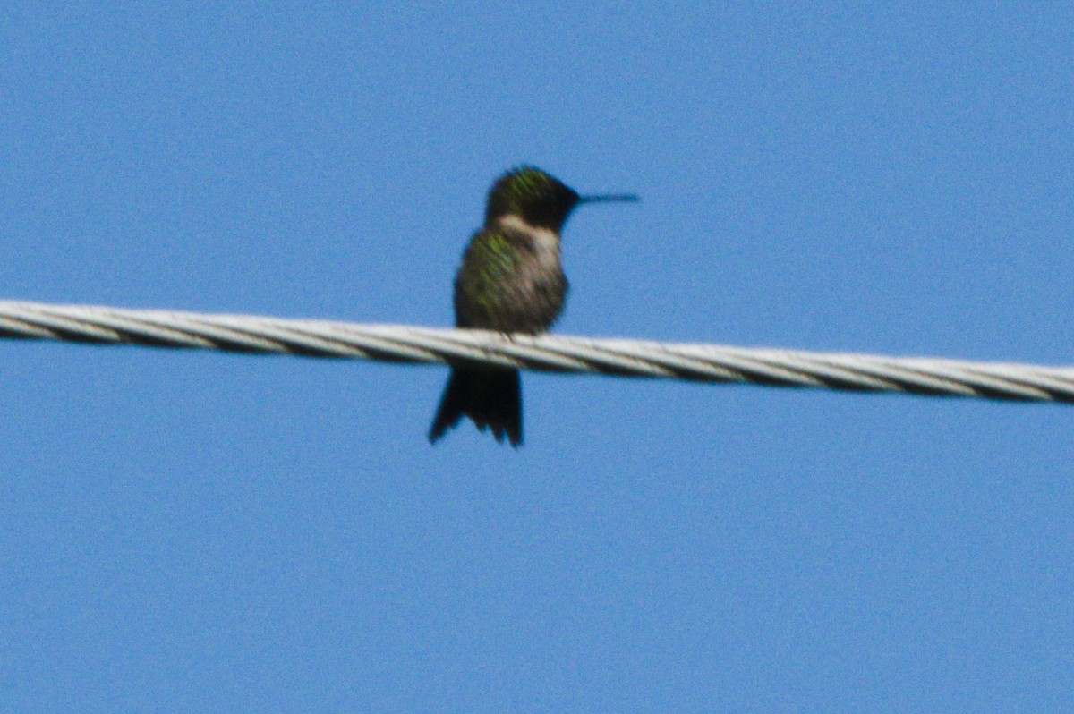 Ruby-throated Hummingbird - Gary Wood