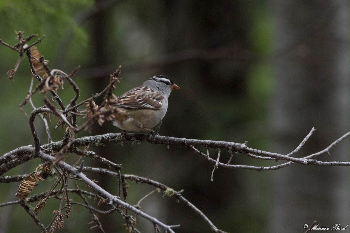 White-crowned Sparrow - ML101792231