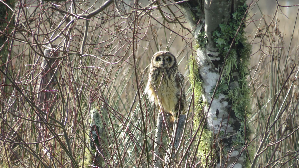 Short-eared Owl - ML101792541