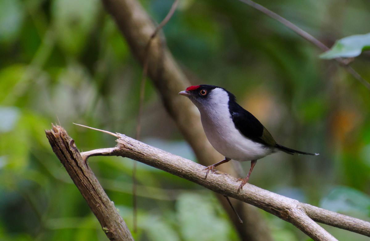 Pin-tailed Manakin - Marcos Eugênio Birding Guide