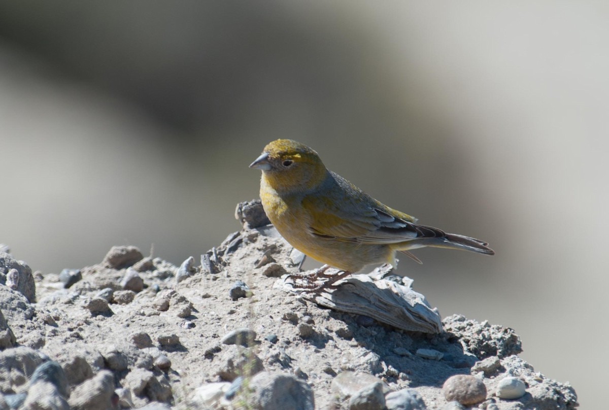 Patagonian Yellow-Finch - Santiago Imberti