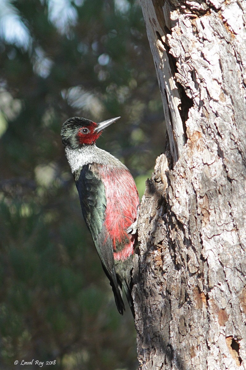 Lewis's Woodpecker - Laval Roy