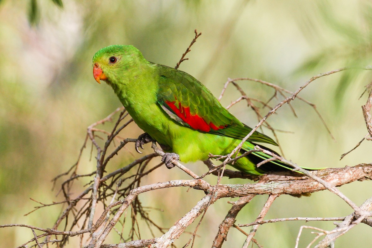 Red-winged Parrot - James Kennerley