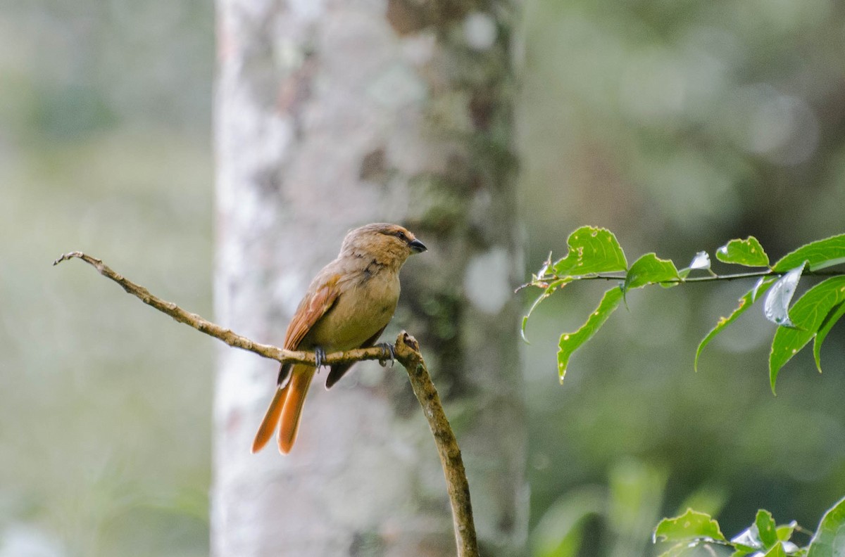 Brown Tanager - ML101804091