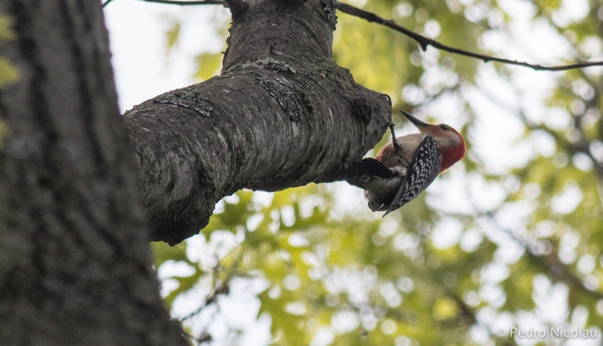 Red-bellied Woodpecker - Pedro Nicolau