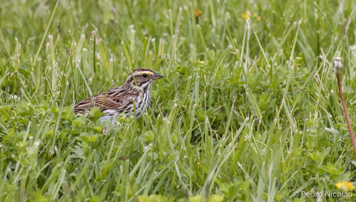 Savannah Sparrow - ML101806941
