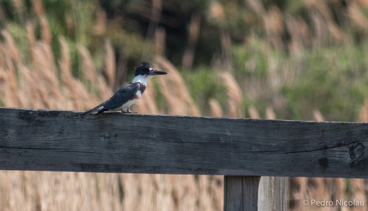 Belted Kingfisher - ML101807021