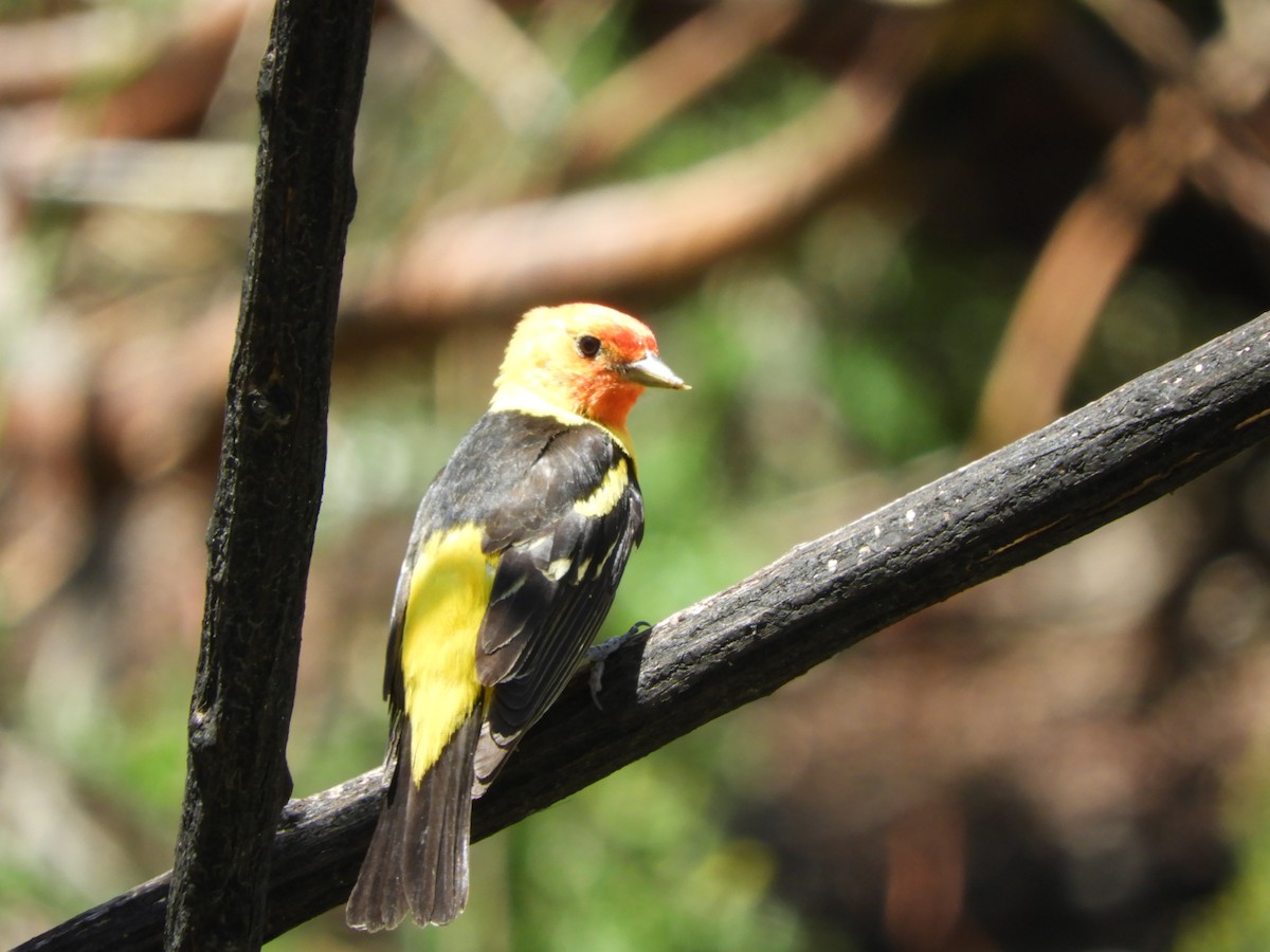 Western Tanager - Becky Kitto