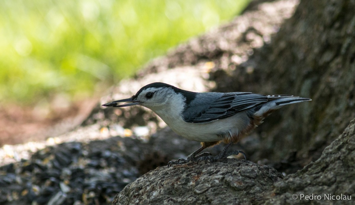White-breasted Nuthatch - Pedro Nicolau