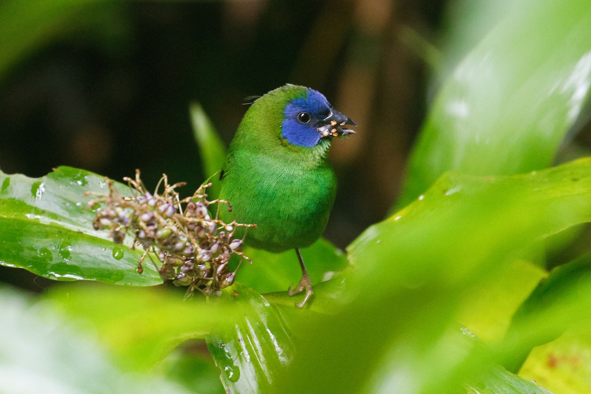 Blue-faced Parrotfinch - ML101810391