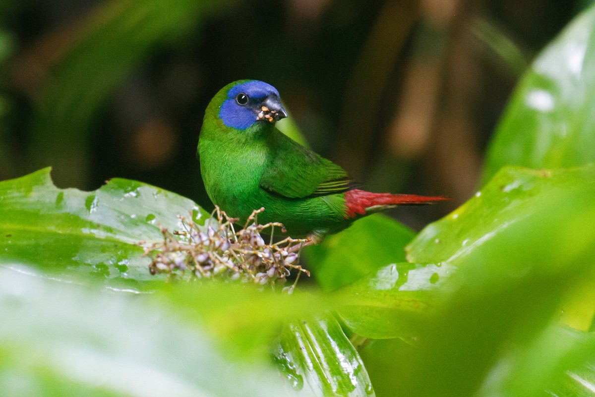Blue-faced Parrotfinch - ML101810731