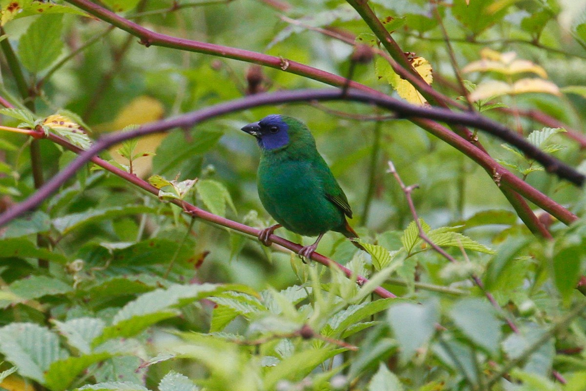 Blue-faced Parrotfinch - ML101811151