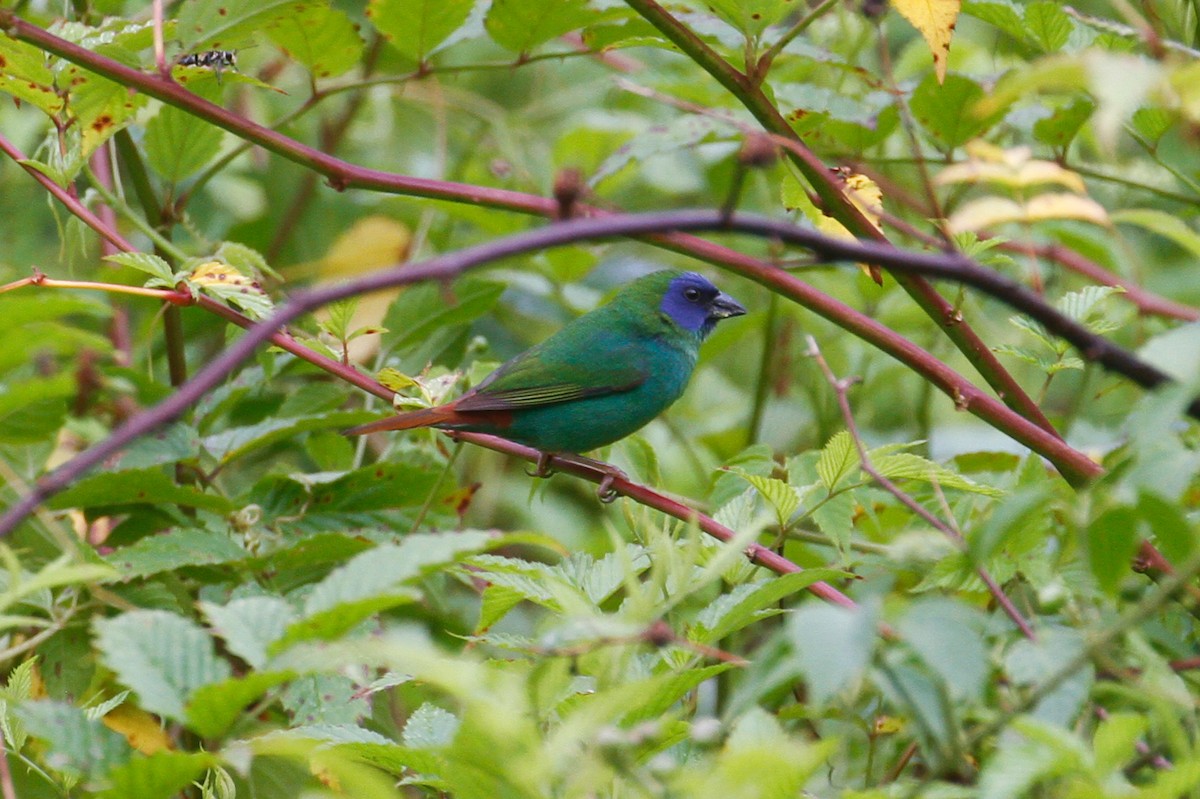 Blue-faced Parrotfinch - ML101811341