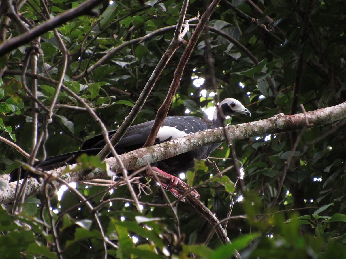 White-throated Piping-Guan - ML101814211
