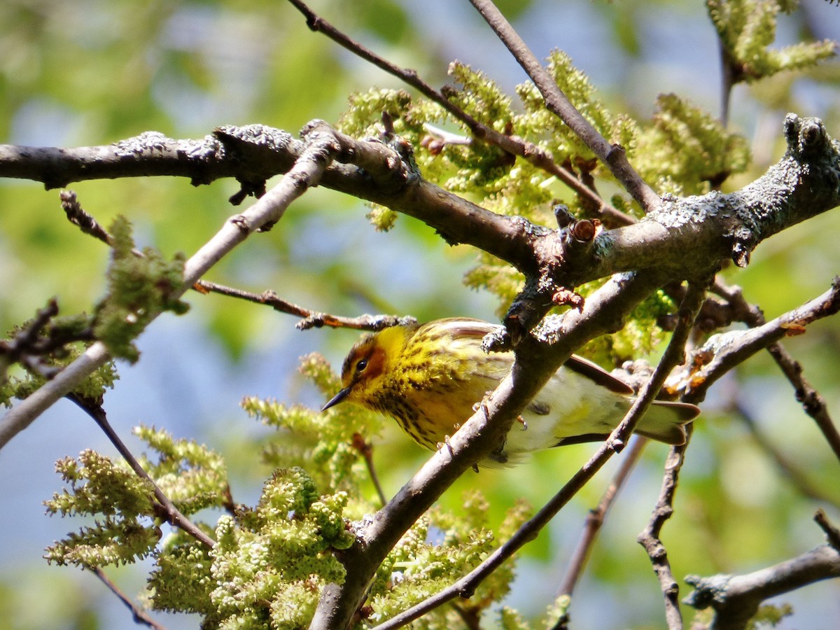 Cape May Warbler - Chao Jimmy Wu