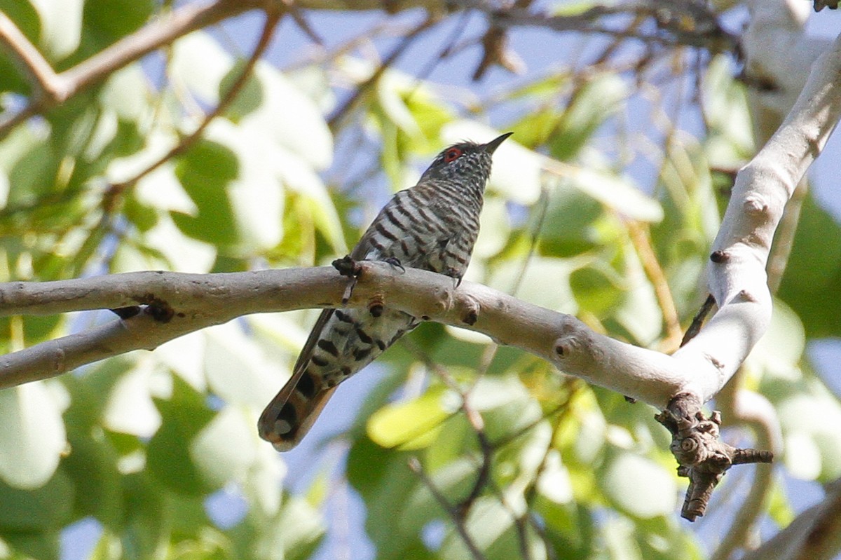 Little Bronze-Cuckoo (Gould's) - ML101815581
