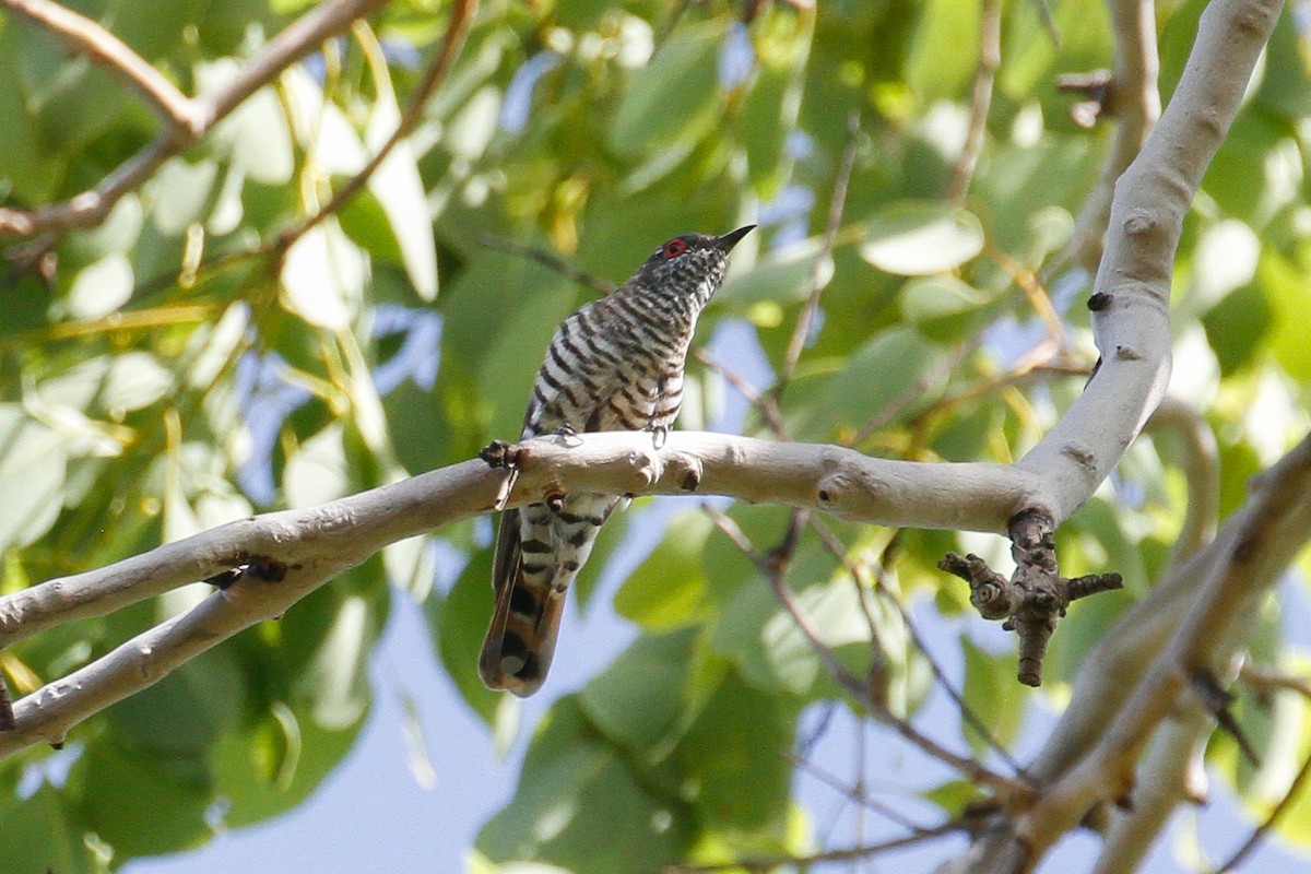 Little Bronze-Cuckoo (Gould's) - ML101815591