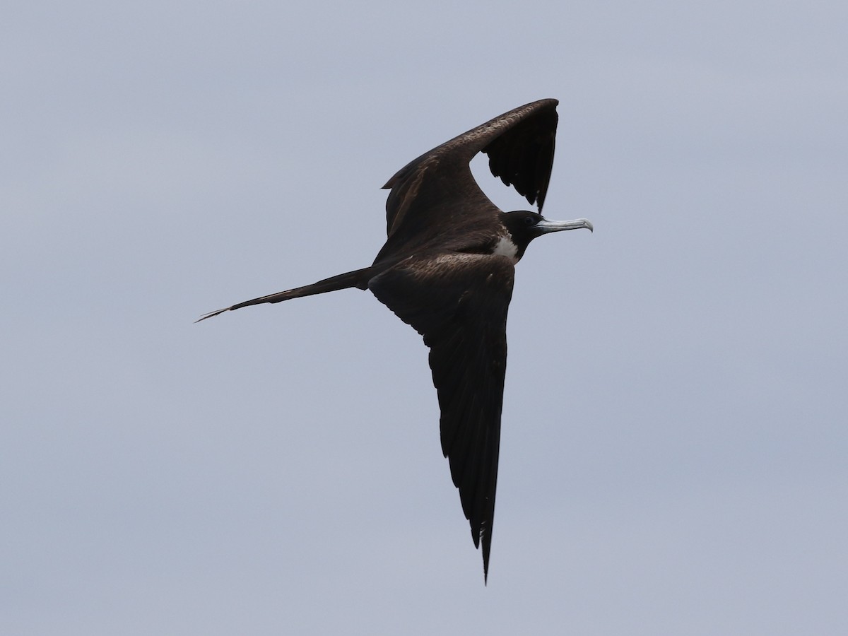 Magnificent Frigatebird - Steve Calver