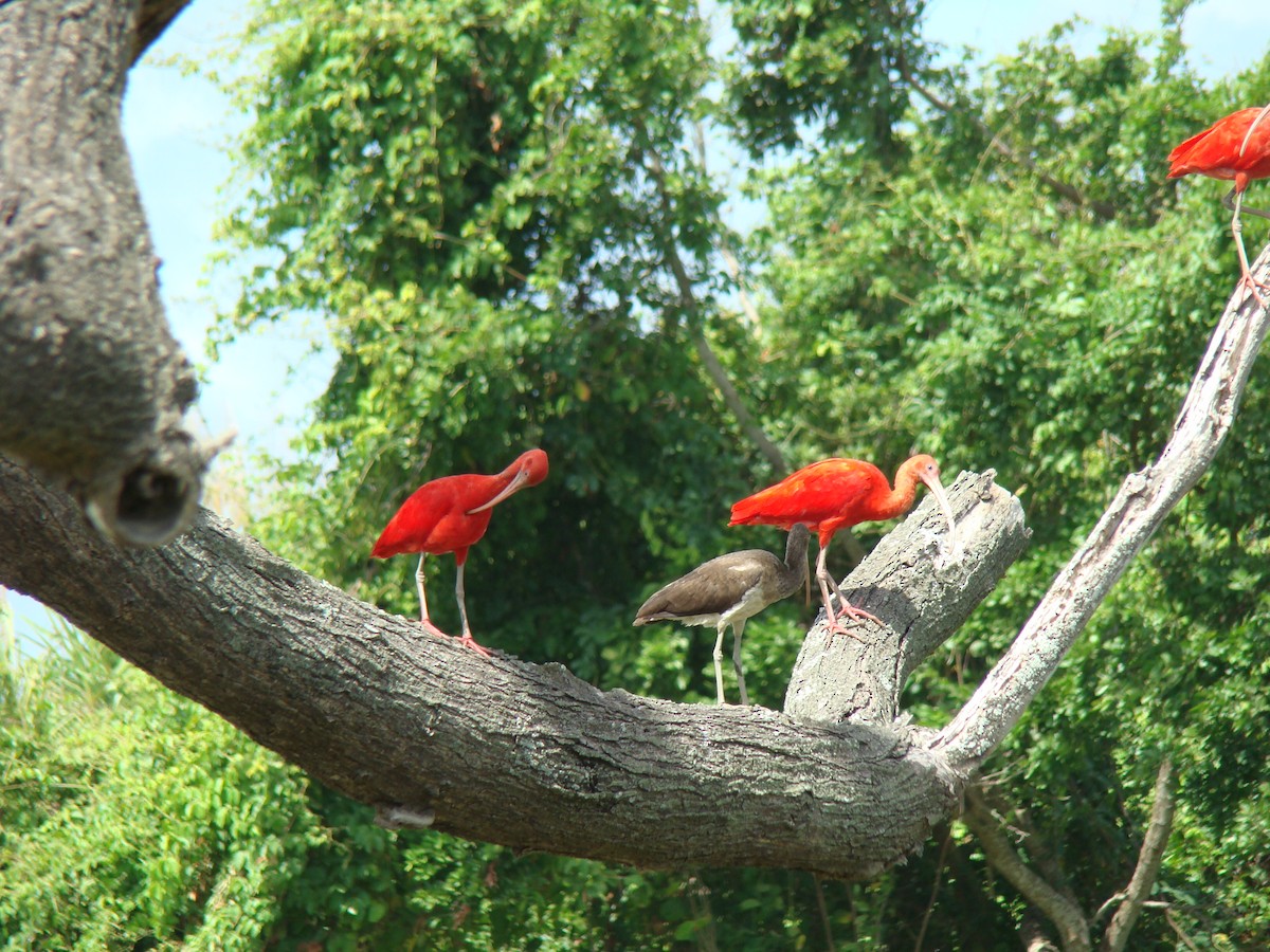 ibis rudý - ML101817311