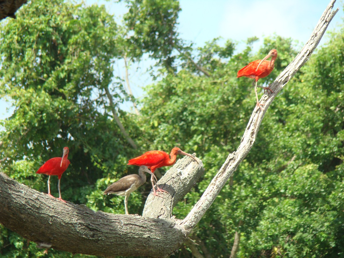 ibis rudý - ML101817321