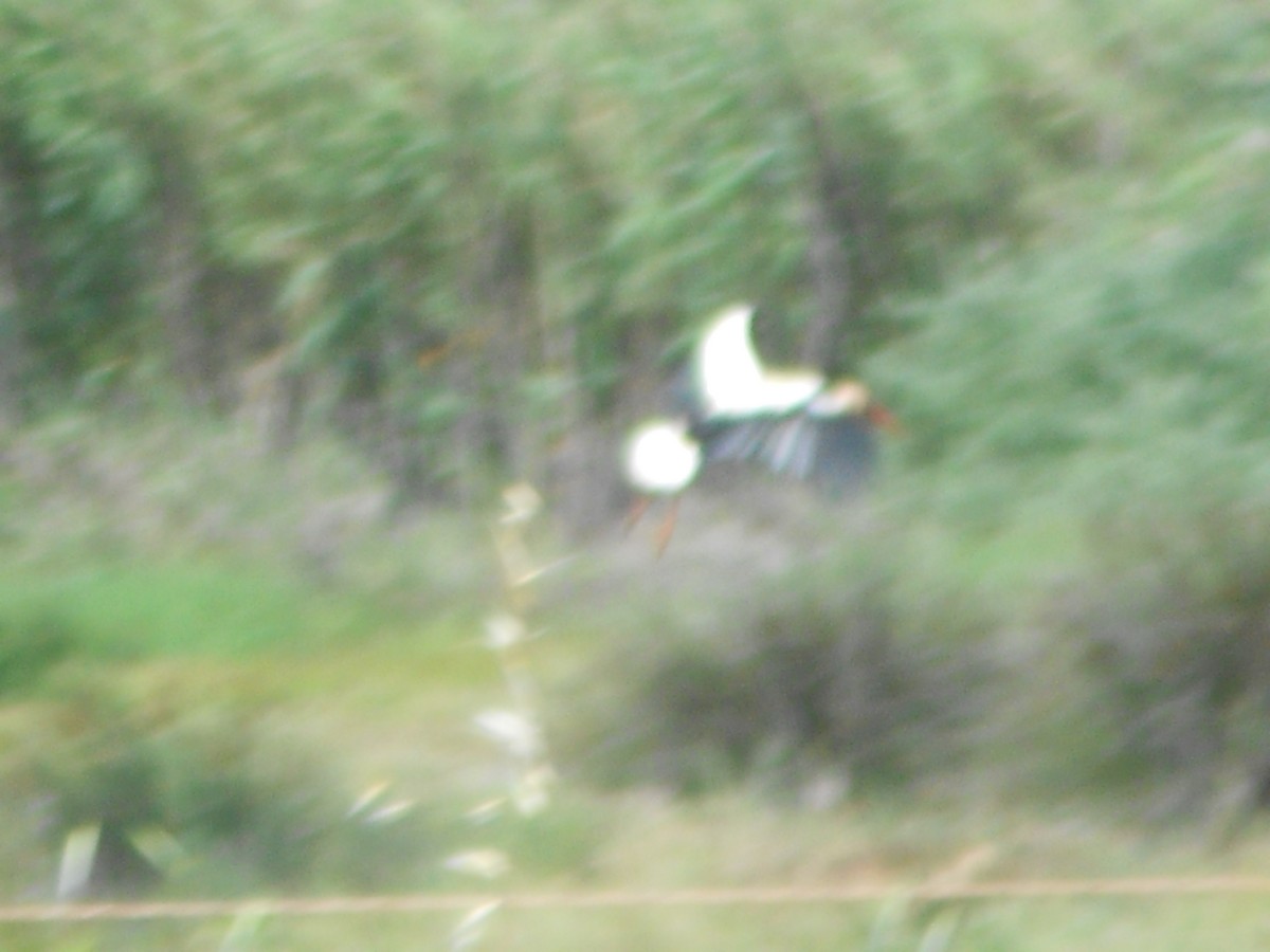 White Stork - ML101821191