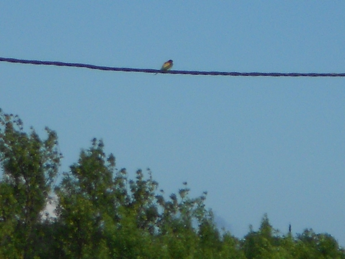 European Bee-eater - Nelson Conceição