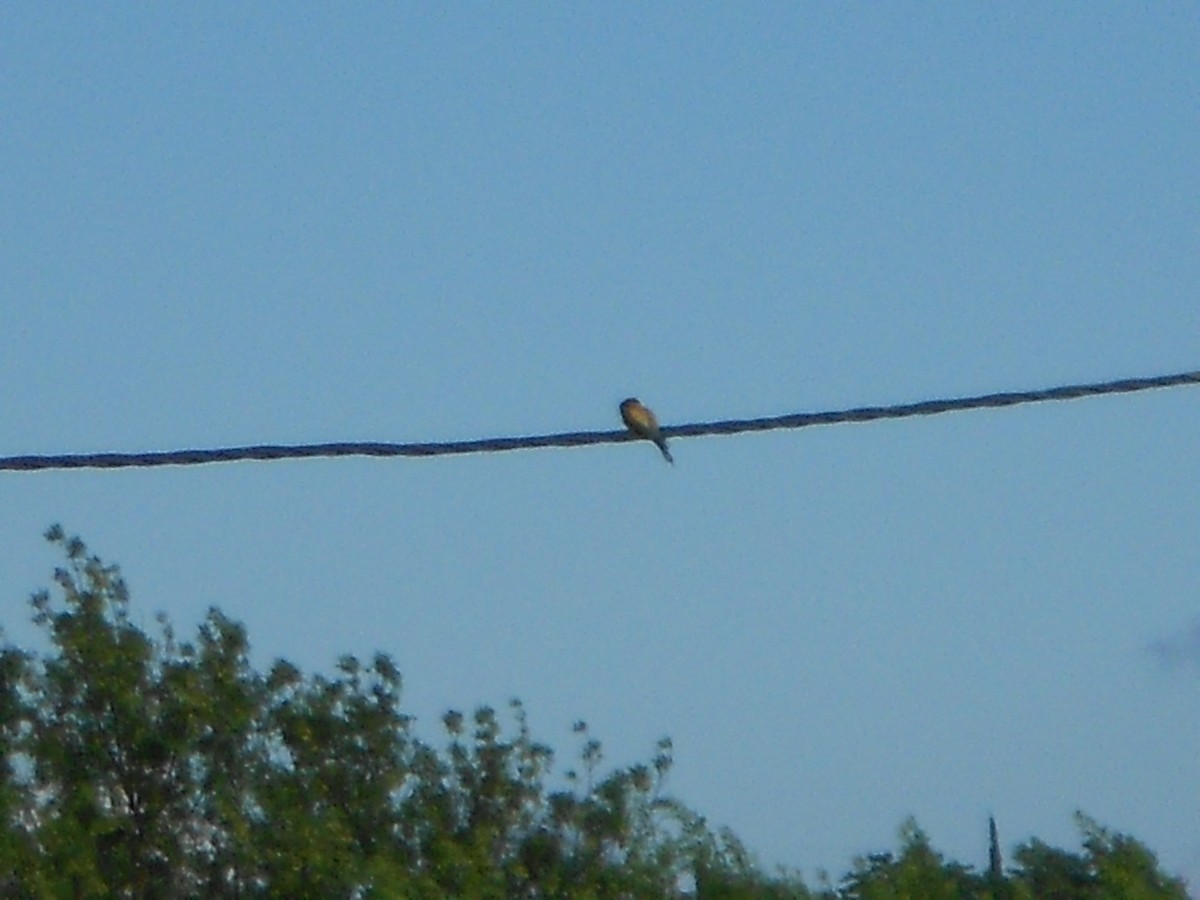 European Bee-eater - ML101821421