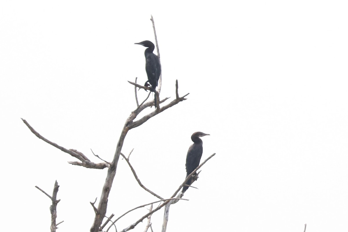 Little Black Cormorant - John Bruin