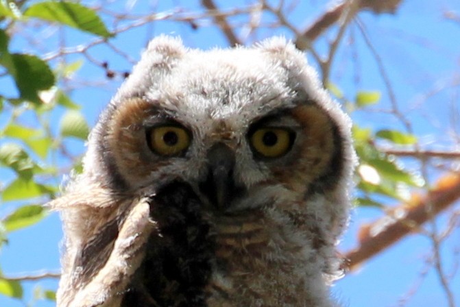 Great Horned Owl - sam hough