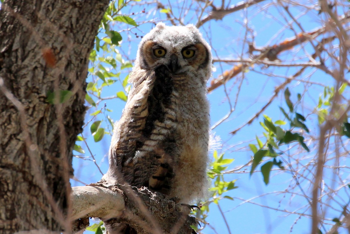 Great Horned Owl - ML101827581