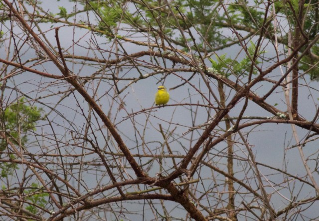 Yellow-fronted Canary - Gary Brunvoll